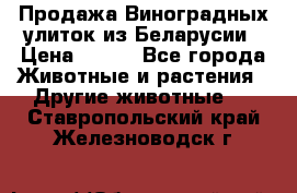 Продажа Виноградных улиток из Беларусии › Цена ­ 250 - Все города Животные и растения » Другие животные   . Ставропольский край,Железноводск г.